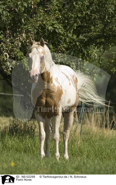 Paint Horse / NS-02299