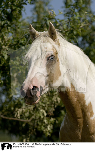 Paint Horse Portrait / NS-02300