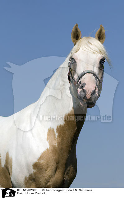 Paint Horse Portrait / NS-02306