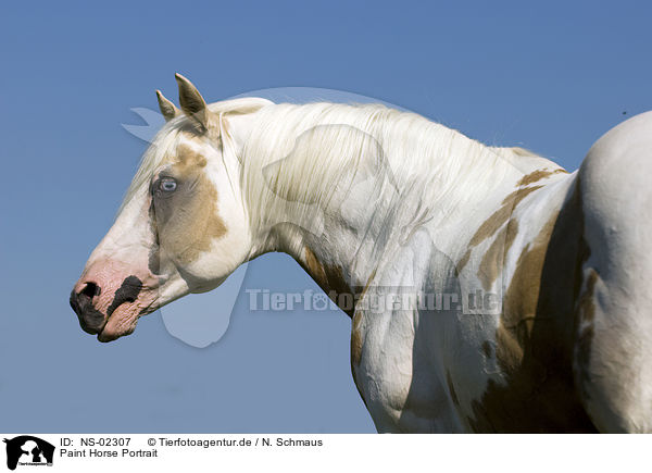 Paint Horse Portrait / NS-02307