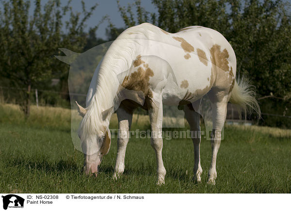 Paint Horse / NS-02308