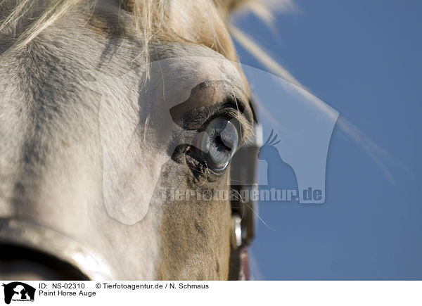 Paint Horse Auge / NS-02310