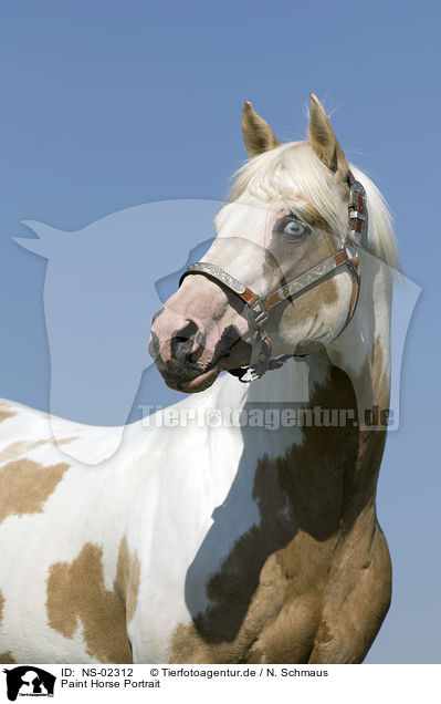 Paint Horse Portrait / NS-02312