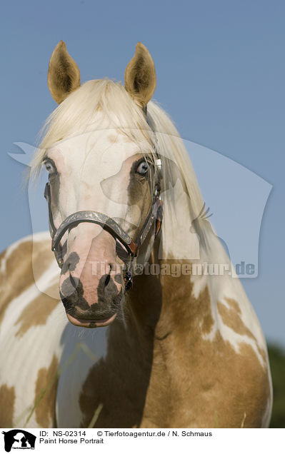 Paint Horse Portrait / NS-02314