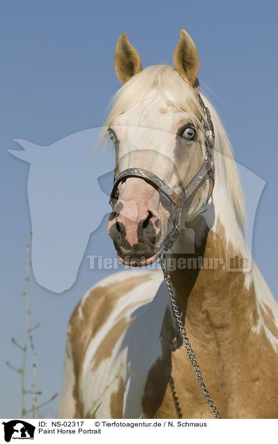 Paint Horse Portrait / NS-02317