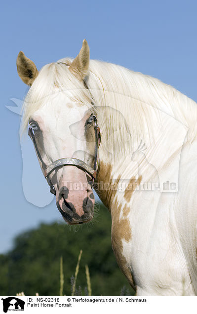 Paint Horse Portrait / Paint Horse Portrait / NS-02318