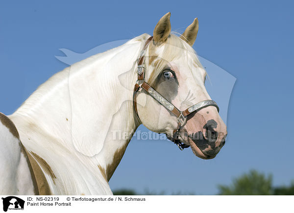 Paint Horse Portrait / NS-02319