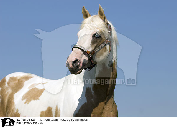 Paint Horse Portrait / NS-02320