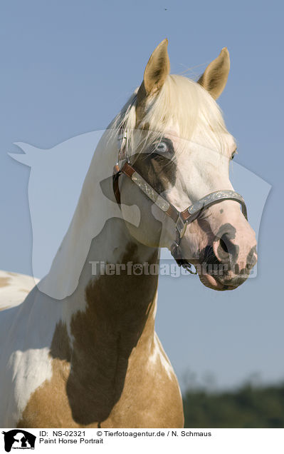 Paint Horse Portrait / Paint Horse Portrait / NS-02321