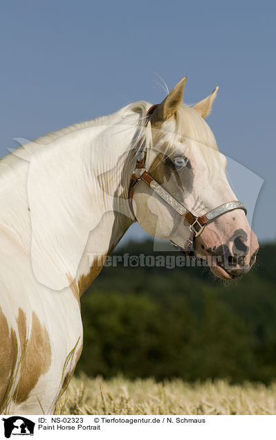 Paint Horse Portrait / NS-02323