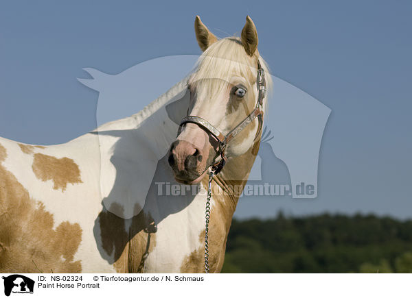 Paint Horse Portrait / NS-02324