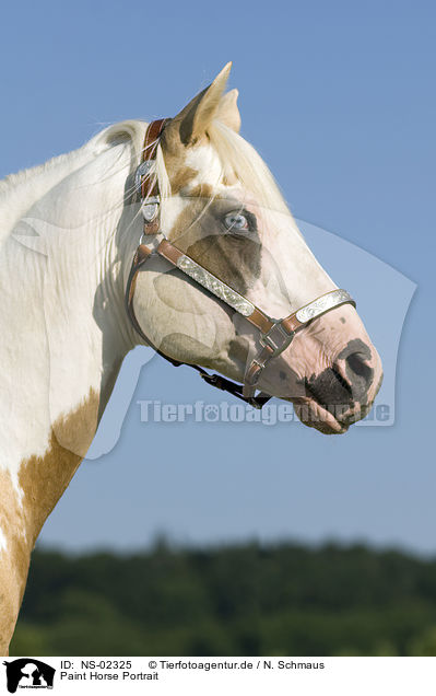 Paint Horse Portrait / Paint Horse Portrait / NS-02325