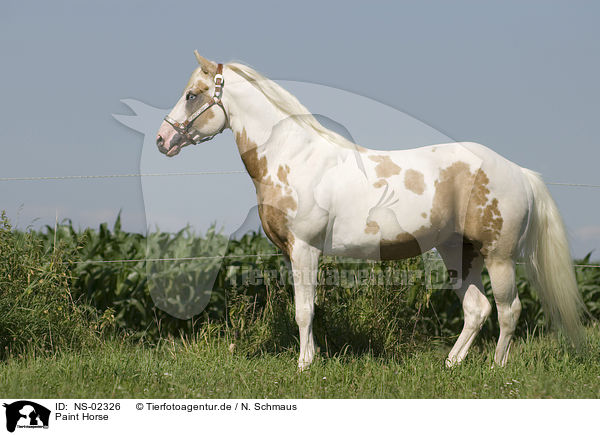 Paint Horse / NS-02326