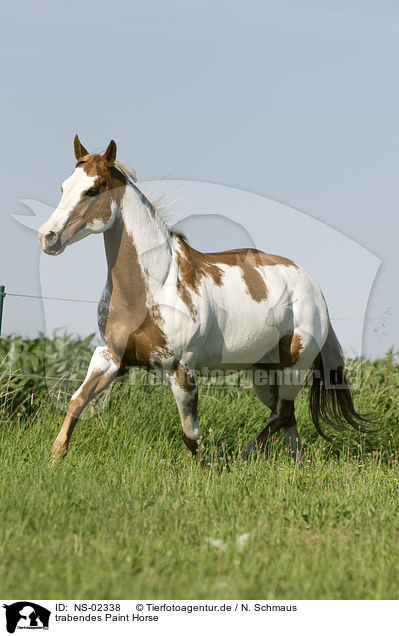 trabendes Paint Horse / NS-02338