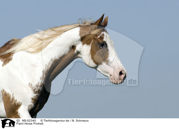 Paint Horse Portrait / NS-02340