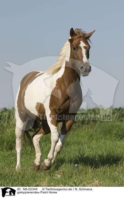 galoppierendes Paint Horse / galloping Paint Horse / NS-02349