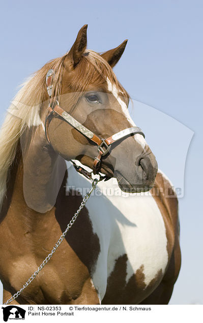 Paint Horse Portrait / NS-02353