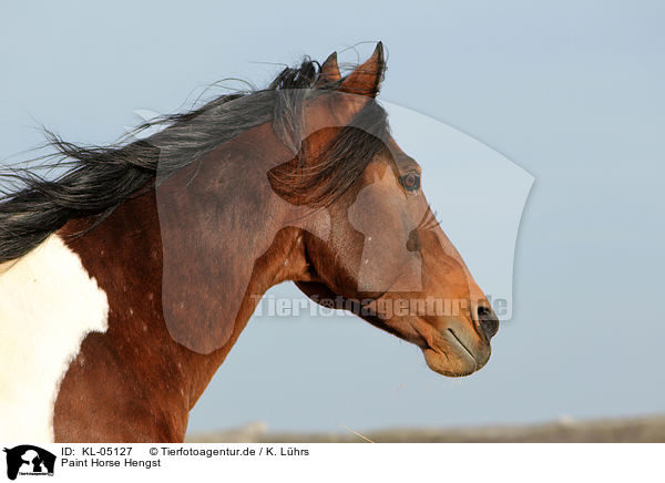 Paint Horse Hengst / KL-05127