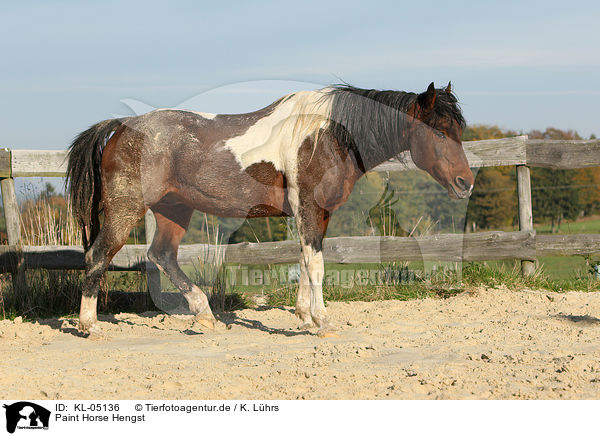 Paint Horse Hengst / KL-05136