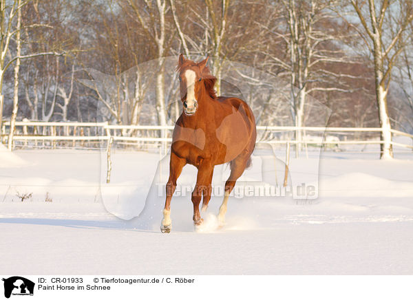 Paint Horse im Schnee / CR-01933