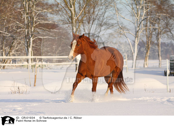 Paint Horse im Schnee / CR-01934