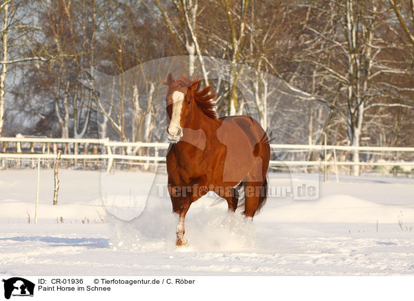 Paint Horse im Schnee / CR-01936