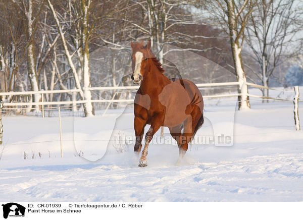 Paint Horse im Schnee / CR-01939