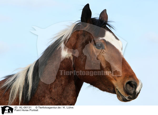 Paint Horse Portrait / KL-06131