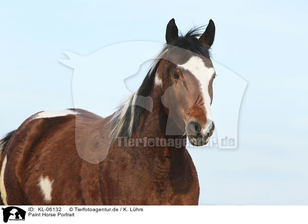 Paint Horse Portrait / KL-06132