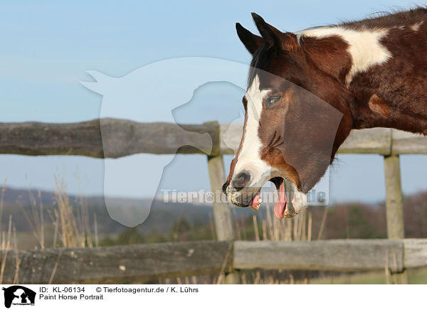 Paint Horse Portrait / KL-06134