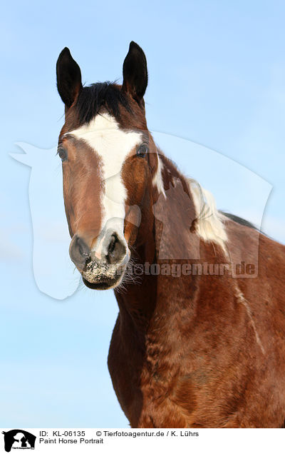 Paint Horse Portrait / KL-06135
