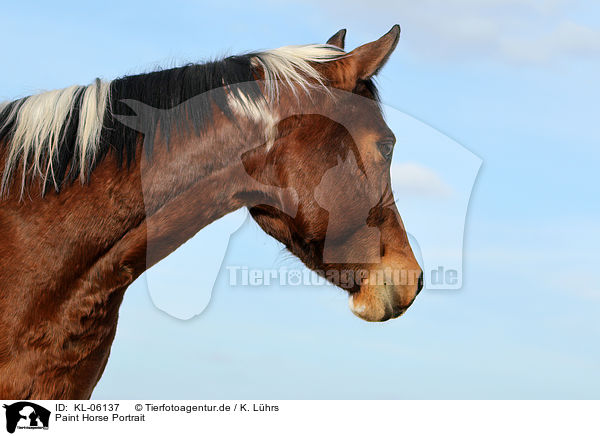 Paint Horse Portrait / KL-06137
