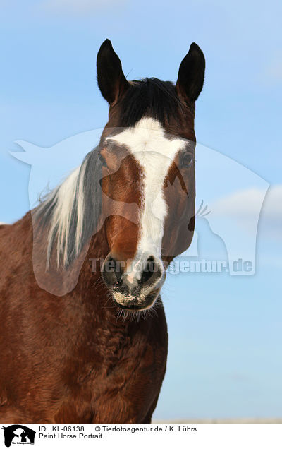 Paint Horse Portrait / KL-06138