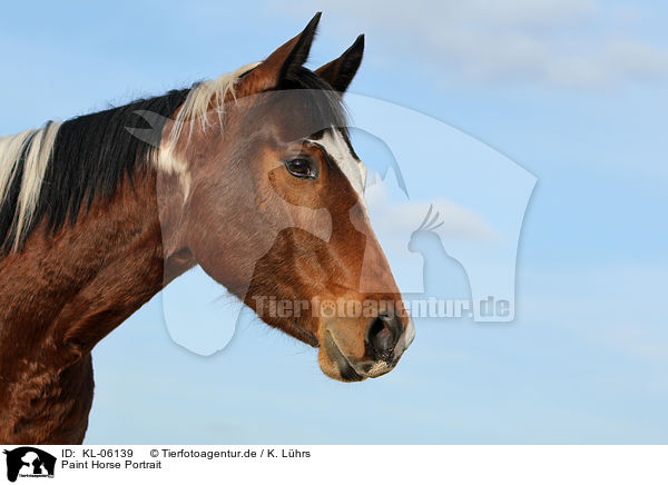 Paint Horse Portrait / KL-06139