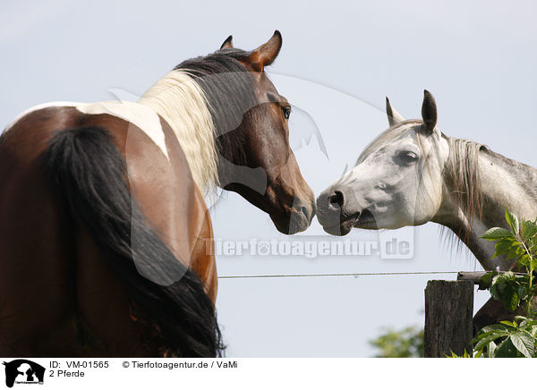 2 Pferde / VM-01565