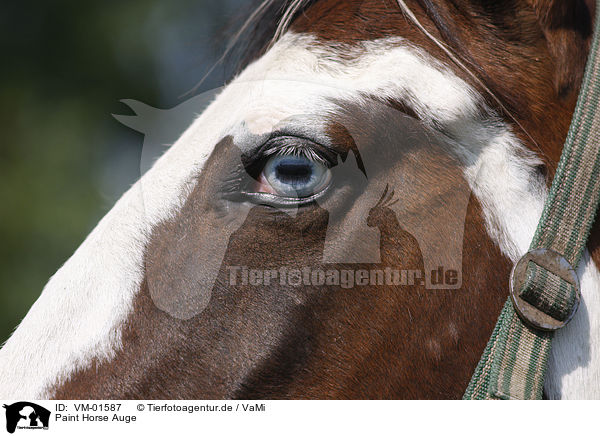 Paint Horse Auge / Paint Horse eye / VM-01587
