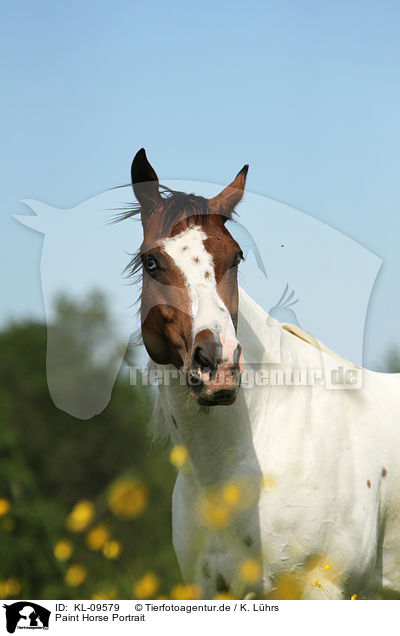 Paint Horse Portrait / KL-09579