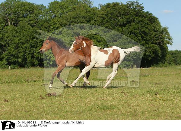 galoppierende Pferde / galloping horses / KL-09581