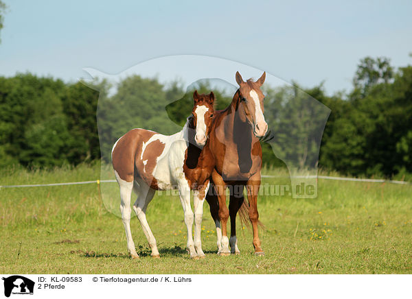 2 Pferde / KL-09583
