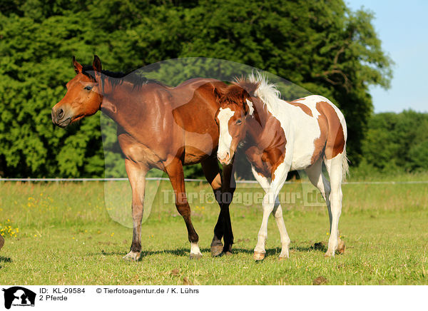 2 Pferde / 2 horses / KL-09584