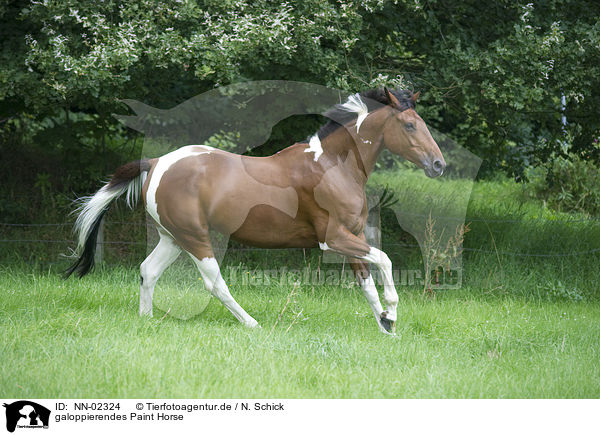 galoppierendes Paint Horse / NN-02324