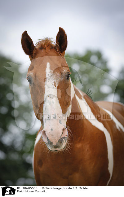 Paint Horse Portrait / RR-85538
