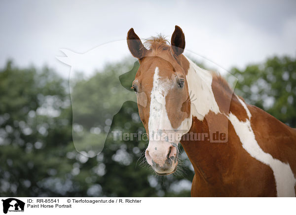 Paint Horse Portrait / RR-85541