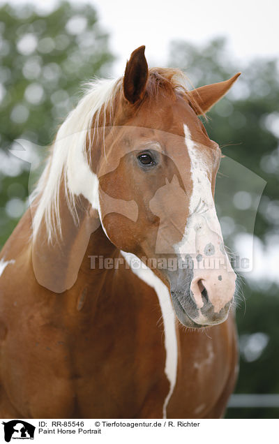 Paint Horse Portrait / RR-85546