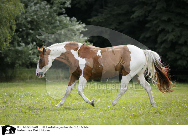 trabendes Paint Horse / RR-85549