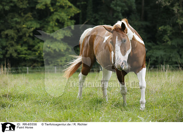 Paint Horse / RR-85556
