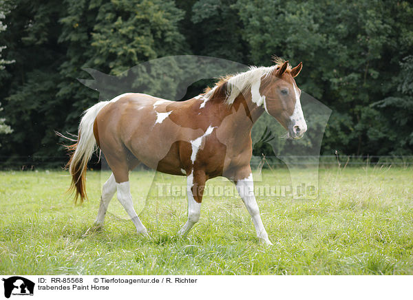 trabendes Paint Horse / RR-85568