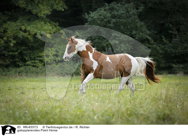 galoppierendes Paint Horse / RR-85573