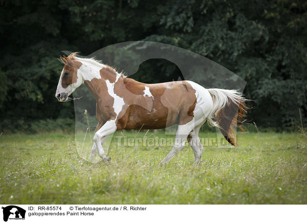galoppierendes Paint Horse / RR-85574