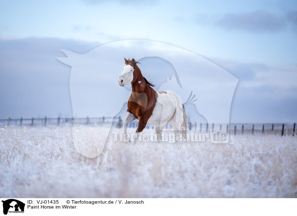Paint Horse im Winter / VJ-01435